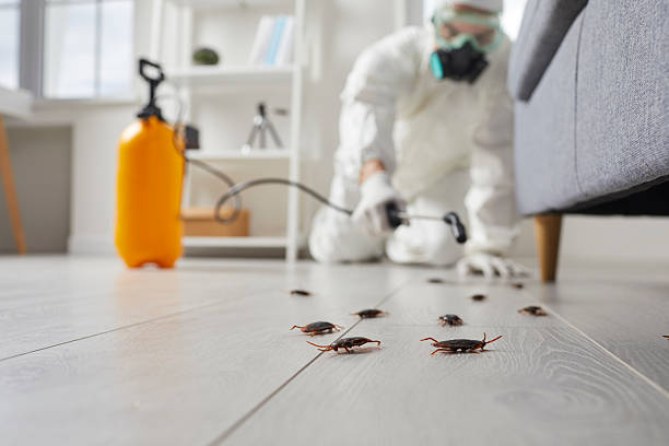 Post-Treatment Bed Bug Interceptor Monitoring in Hahira